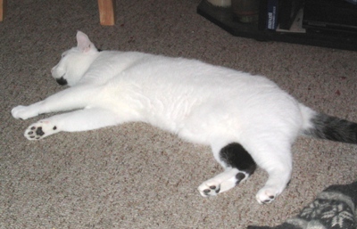 7 August 2007, Washington, D.C., lethargic Mowgli