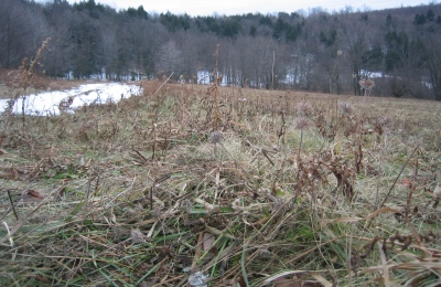 Winter yellow Pennsylvania fields, Franklin Hill, Montrose, Pennsylvania, 30 December 2007