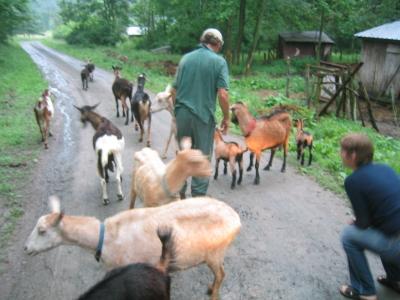 A herd of goats in the road, the corner of Greenwood and Meshoppean Creek Road, Dimock, Susquehanna County, Pennsylvania, 14 June 2008