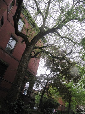 The fractal tree at the corner of 18th and Lamont, Washington, D.C., 29 April 2009