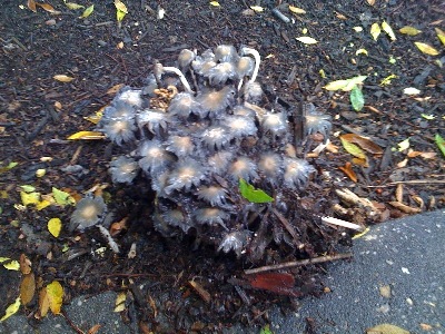 Nasty mushroom pile in the sidewalk planter box, L Street NW, between 15th and 16th Streets near the Washington Post building, 26 May 2009