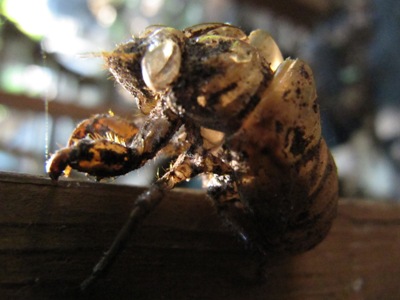 Exuviae of a pupal annual cicada in the back yard, Mount Pleasant, Washington, D.C., 27 August 2009