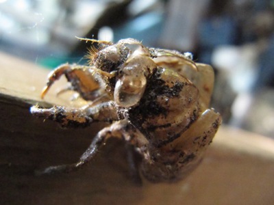 Exuviae of a pupal annual cicada in the back yard, Mount Pleasant, Washington, D.C., 27 August 2009