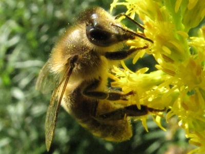 Honeybees amidst the goldenrod, Richter farm, Susquehanna County, Pennsylvania, 13 September 2009