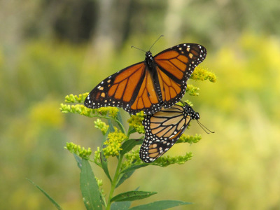 Monarch butterflys mating, Franklin Hill, Montrose, Pennsylvania, 24 September 2011