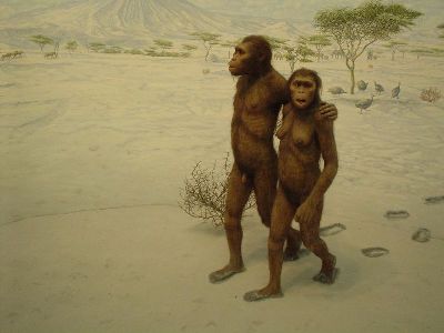 Australopithecus afarensis depicted in the Laetoli footprints diorama at the Natural History Museum, New York