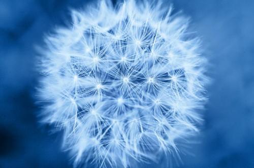 Taraxacum officinale: A 30 million year old network cluster diagram